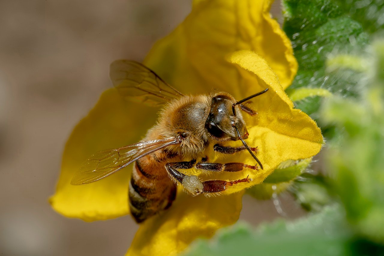 Honeybee Sacrifice: The Sting That Costs a Life