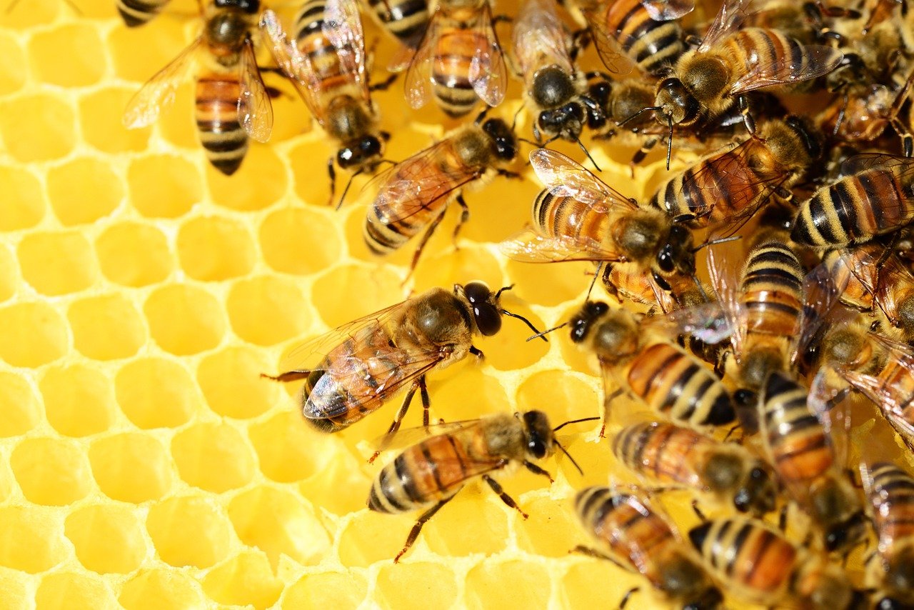 10 Buzz-Worthy Facts About Honey Bees: Nature’s Tiny Titans